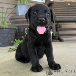 Photo №1. labrador retriever - for sale in the city of Frankfurt | 619$ | Announcement № 172787
