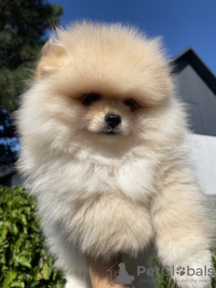 Additional photos: Pomeranian puppy