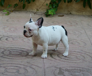 Photo №4. I will sell french bulldog in the city of Queens Park.  - price - negotiated