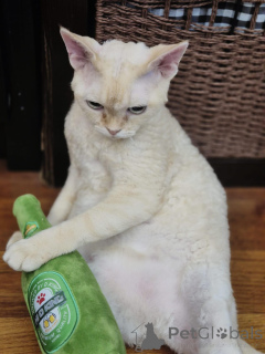 Photo №1. devon rex - for sale in the city of Hamburg | negotiated | Announcement № 171579