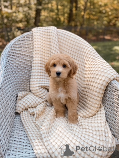 Photo №1. labradoodle - for sale in the city of Bautzen | negotiated | Announcement № 159069