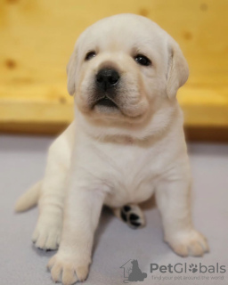 Photo №3. Stunning Labrador puppies. Germany