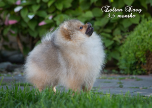 Photo №1. pomeranian - for sale in the city of Gomel | negotiated | Announcement № 7039