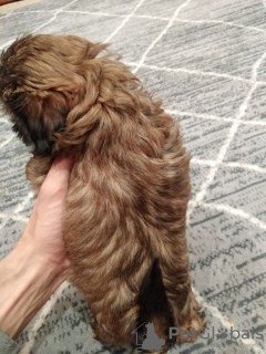 Additional photos: Fluffy little Shih Tzu in search of a new lady.