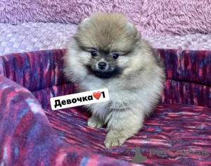 Photo №1. pomeranian - for sale in the city of Mariupol | 1040$ | Announcement № 20641