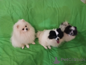 Photo №4. I will sell german spitz in the city of Великий Устюг. private announcement - price - 586$