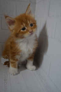 Photo №4. I will sell maine coon in the city of Yekaterinburg. from nursery - price - 1200$