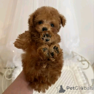 Photo №3. Toy poodle puppy For Adoption. United States