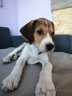 Photo №1. russian hound - for sale in the city of Hamburg | negotiated | Announcement № 166243