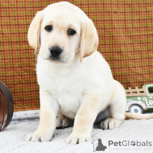 Photo №1. labrador retriever - for sale in the city of London Borough of Camden | 723$ | Announcement № 156359