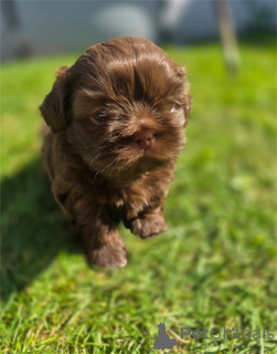 Photo №1. shih tzu - for sale in the city of Erkner | 329$ | Announcement № 153376