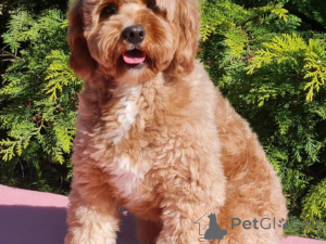 Photo №4. I will sell non-pedigree dogs in the city of Leipzig. private announcement - price - 471$