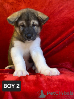 Photo №2 to announcement № 135167 for the sale of akita - buy in Germany private announcement