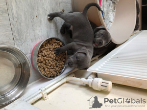 Photo №3. Blue Staffordshire bull terrier puppies. Lithuania