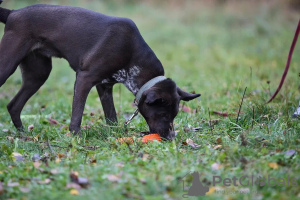 Additional photos: Smart, attentive and affectionate puppy Tessa is looking for a home.