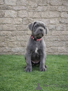Photo №2 to announcement № 163063 for the sale of cane corso - buy in Serbia 