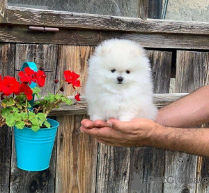 Photo №1. pomeranian - for sale in the city of Klingenberg | 264$ | Announcement № 79842