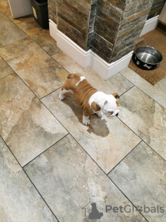 Photo №2 to announcement № 114191 for the sale of english bulldog - buy in Germany private announcement, breeder