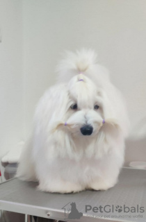 Photo №4. I will sell coton de tulear in the city of Jagodina. breeder - price - negotiated