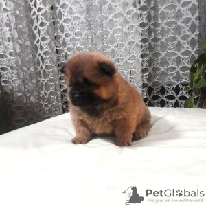 Additional photos: Chow Chow puppies