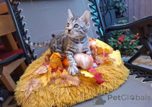 Photo №1. bengal cat - for sale in the city of Helsinki | 568$ | Announcement № 164374