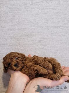 Photo №1. poodle (dwarf), poodle (toy) - for sale in the city of Minsk | 1208$ | Announcement № 85646