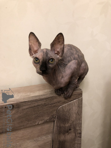Photo №2 to announcement № 27094 for the sale of sphynx-katze - buy in Russian Federation from nursery