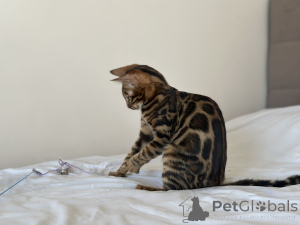 Photo №3. Gorgeous Bengal boy. United States