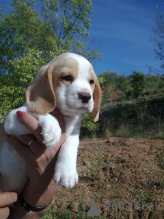 Photo №1. beagle - for sale in the city of Berlin | 380$ | Announcement № 128327