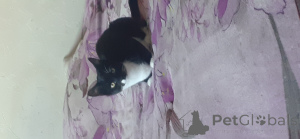 Photo №1. british shorthair - for sale in the city of London Borough of Haringey | 47$ | Announcement № 143764