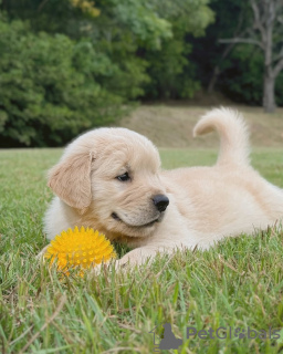 Photo №1. golden retriever - for sale in the city of Sydney | 5$ | Announcement № 131242