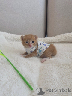 Photo №3.  Orange Tabby Kitten Available for Adoption . Greece
