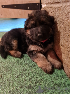 Photo №4. I will sell german shepherd in the city of Melbourne. private announcement - price - 650$