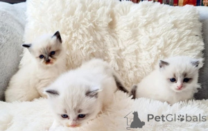 Photo №2 to announcement № 135374 for the sale of ragdoll - buy in Germany breeder