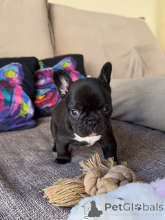 Photo №1. french bulldog - for sale in the city of Touolouse | negotiated | Announcement № 169414