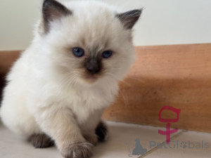 Photo №1. ragdoll - for sale in the city of Christchurch | 329$ | Announcement № 151108