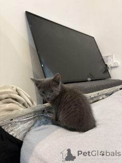 Photo №1. russian blue - for sale in the city of Antwerp | Is free | Announcement № 154077