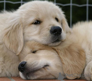 Photo №2 to announcement № 159554 for the sale of golden retriever - buy in Australia private announcement