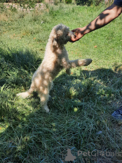 Photo №1. lagotto romagnolo - for sale in the city of Târgu Mureș | negotiated | Announcement № 110018