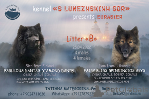 Photo №1. eurasier - for sale in the city of Permian | 1932$ | Announcement № 20209