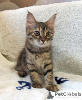 Photo №3. Little striped lynx looking for a home. Russian Federation