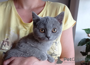 Additional photos: The British Shorthair Kittens