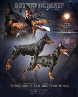 Photo №1. miniature pinscher - for sale in the city of Москва | Negotiated | Announcement № 5685
