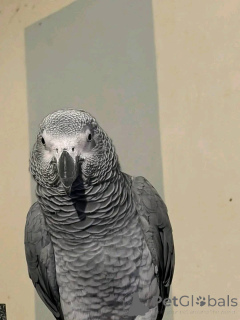 Photo №3. Young and adults Home trained Hand tamed Vet checked Dna registered Babies ready. United States