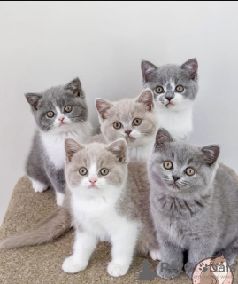 Photo №1. british shorthair - for sale in the city of Munich | 269$ | Announcement № 108916