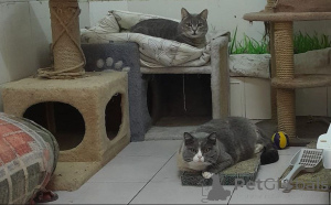 Photo №2 to announcement № 155968 for the sale of british shorthair - buy in Russian Federation private announcement