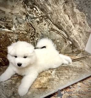 Photo №4. I will sell samoyed dog in the city of Pabianice. breeder - price - 1215$