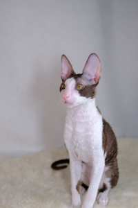 Photo №2 to announcement № 4380 for the sale of cornish rex - buy in Russian Federation from nursery