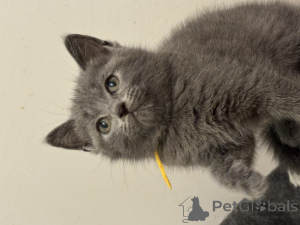 Photo №1. chartreux - for sale in the city of Berlin | Is free | Announcement № 174946