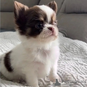 Additional photos: Teacup chihuahua puppies